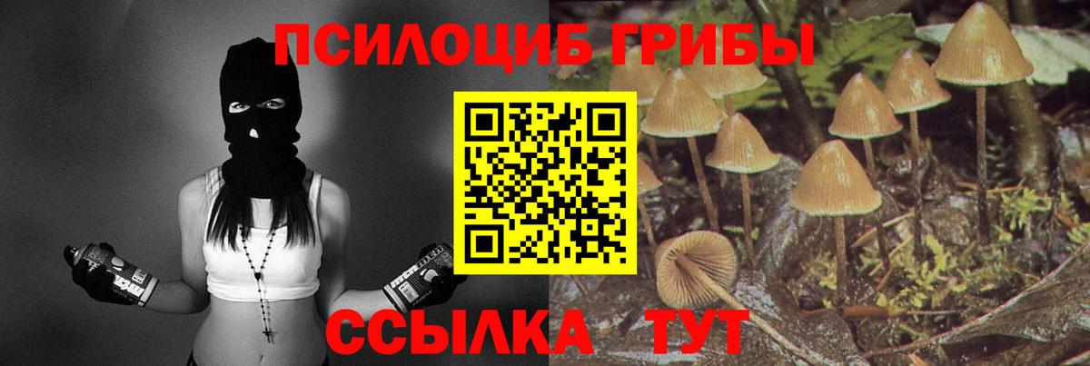 Псилоцибиновые грибы Psilocybine cubensis Гуково